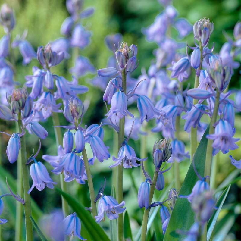 Spansk Scilla 'Blue'